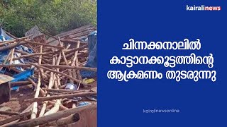 ചിന്നക്കനാലിൽ കാട്ടാനക്കൂട്ടത്തിന്റെ ആക്രമണം തുടരുന്നു | Elephant Attack | Chinnakkanal