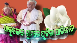 ସାଙ୍କୁଲେଇ ଗ୍ରାମରେ ଫୁଟିଲା ପାରିଜାତ// ଅଂଚଳରେ ଖୁସିର ଲହରୀ#pratidinaodisha