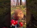 Cute bunny eating strawberries #cute #bunny #rabbit #funny #pets #animals #chickenfarm #rabit