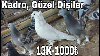 Gittiler. Kadro,Güzel Dişiler. 13Kuş1000puan.