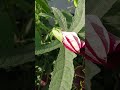 rose mallow hibiscus flower youtubeshorts