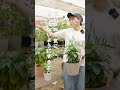 コーヒーの木を育てるポイントは2つ！！ 観葉植物 観葉植物のある暮らし