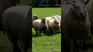 The Fascinating Tradition of Sheep Dogs Herding 🐑🐕