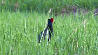 生きもの図鑑｜国鳥キジをまじまじ見てみた｜長野県伊那市富県新山