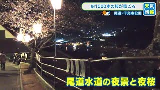 千光寺公園の桜が見ごろ　尾道水道に幻想的な夜桜が映える