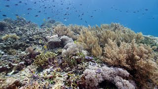 Tropical coral reefs under pressure Part 11: Epilogue