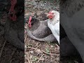 【鶏日記】なんだかんだのクロとシロ 鶏日記 にわとりこ にわとり hens poules poules 鶏 ニワトリ