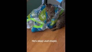 Funny cat #2025 #funny #catsruleeverythingaroundme #pets #animals #cat #cute