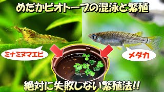 メダカ屋外ビオトープ飼育でミナミヌマエビを混泳させている場合の繁殖方法や注意点について【初心者必見】