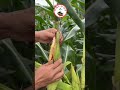 maize🌽 🥒🌿🌽🌱 shorts garden cultivation