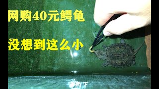 【网购】开箱40元买到的鳄龟，长得好像鳄鱼，太凶猛了