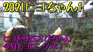 ヒヨドリ　呼んでみよう！　2021  シリーズ1