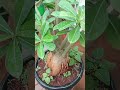 విత్తనం తో పెరిగిన adenium మొక్క పువ్వు చూసారా ఈ పువ్వు ఎంత పెద్దగ పూసిందో ytshorts subscribe