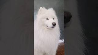 He's all floof and no brains 🤣 #cute #shortsvideo #funny #dog #samoyed #shorts