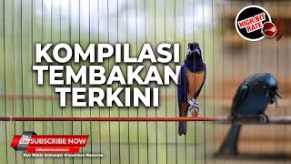 🔴Burung Masteran Terbaik Cucak Cungkok Full Isian dan Srigunting Abu Abu Full Tembakan Mewah Panjang