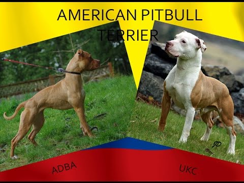 American PitBull Terrier / Estandar UKC-ADBA / Razas Fuertes Colombia ...