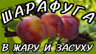 ШАРАФУГА 🍑 Урожай в неблагоприятный 2024г. Краснодарский край