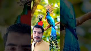 Very #birds #beautiful #nature #animals #ringtone #cute #answer #trendingshorts #shortsviral