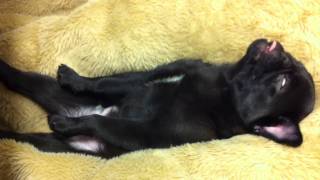 黒パグPug【ぱんぱん】ヤバすぎる寝顔のパグ－Sleeping face dog