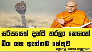 සර්පයෙක් දෂ්ට කරලා කෙනෙක් මිය යන ඇත්තම හේතුව | Walpola Gothama Thero  Dharma Deshana