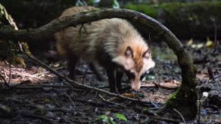 タヌキその1 昼間から出没