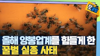 [핫클립] 양봉농가의 벌통이 비어 있는 이유 / YTN 사이언스