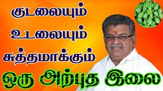 குடலையும் உடலையும் சுத்தமாக்கும் அற்புத இலை | Skin Problem Remedies  | குப்பைமேனி இலை!