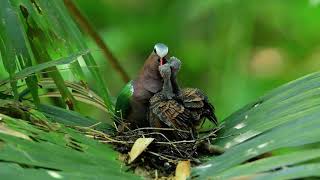 翠翼鳩(Emerald Dove)育雛