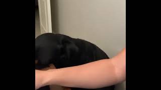 I didn't tell you to stop mom🐾❣️🤩#rottweiler#shorts