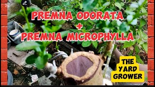 Premna odorata + Premna microphylla #howto #bonsai #bonsaimaterial #plantito #theyardgrower