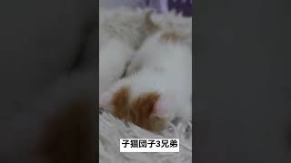 子猫だんご3兄弟 #cat #猫 #kitten #子猫 #shorts