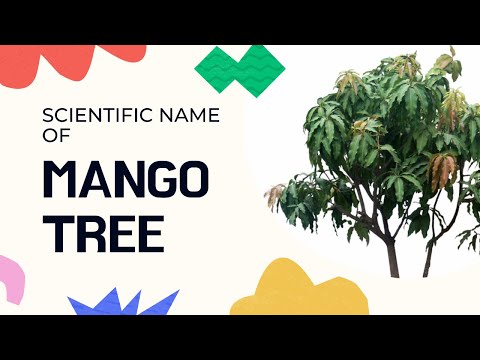 What is the scientific name for a mango?