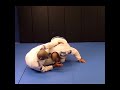 KNEE CAPTURE SWEEP - Bernardo Faria