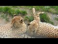 仲良しチーター2　cheetah　2017 0821