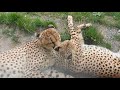 仲良しチーター2　cheetah　2017 0821