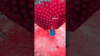 Beautiful-91 Peacock's video #peacock #viral #shortvideo #nature  #reels#peacocks part-18