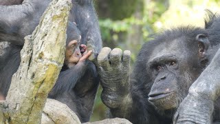 カズヤとコサチと清々しいアラレの挨拶　よこはま動物園ズーラシア　チンパンジー　2024011