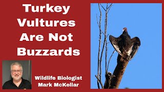 Turkey Vultures Are Not Buzzards