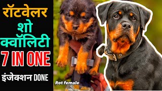 Rottweiler show quality puppy available #pets_icon_varanasi #breed #dogbreed #pets #dog #dog