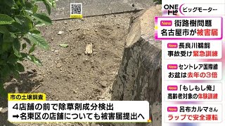 被害総額100万円超か…ビッグモーター店舗前の街路樹が枯れた問題 “除草剤”検出され名古屋市が被害届提出