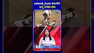 Cow |calf | ಏಕಕಾಲಕ್ಕೆ ಮೂರು ಕರುಗಳಿಗೆ ಜನ್ಮ ನೀಡಿದ ಹಸು