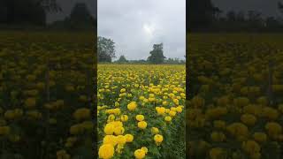 Marigold झेंडू बियाणे