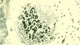 LARGE INTESTINE CHANNEL/MERIDIAN SYSTEM RESONANCE (TCM) | MAGNETO - DIELECTRIC ( SCALAR ) FIELDS