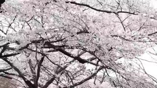 【野田市の風景】　清水公園の花見🌸（Ｈ28.4.3）