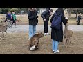 外国人観光客🦌こんな公園初めて見た！【奈良公園】nara park japan🇯🇵