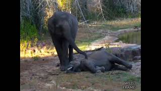 #wildframe| elephant charging to protect injured elephant