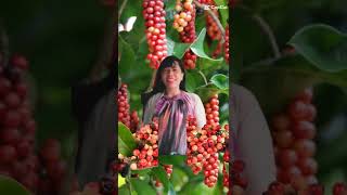 Bignay#Antidesma #ASMR#wild cherry    #fyp#Qeensland-cherry#trendcapcut      #bignai#fruit#Shorts