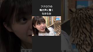 フクロウにビビってしまう冨里奈央ちゃん #乃木坂46