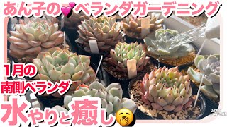 1/12🌳 １月の水やり動画🚿穏やかな時間が流れる多肉たち😌【多肉植物】【多肉】【ベランダ多肉】