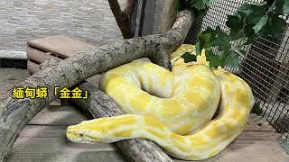 壽山動物園精彩活動喜迎蛇年 1月25日 2月2日全國12歲以下兒童免費入園